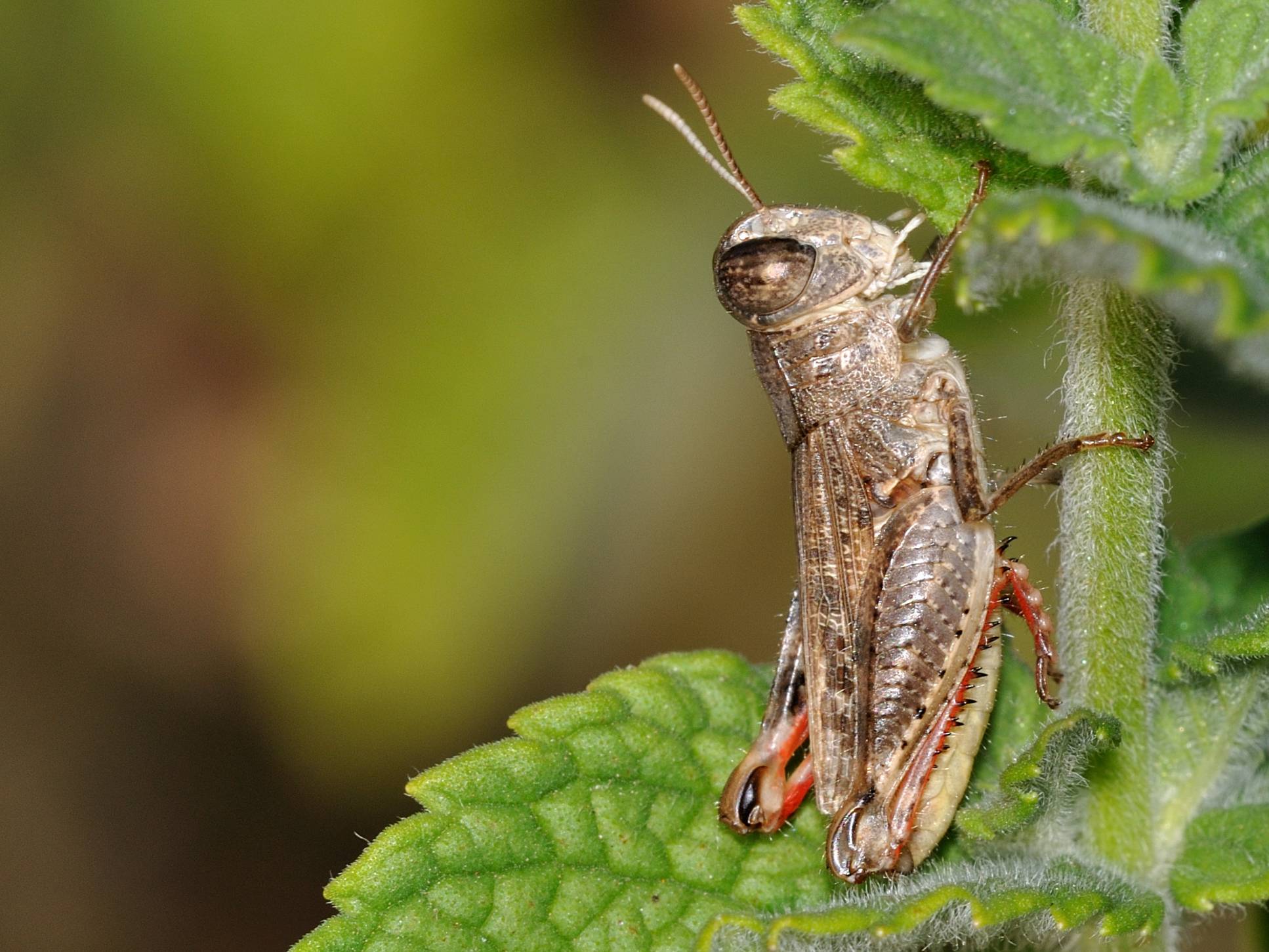 ID Orthoptera 3